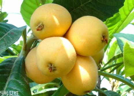 枇杷核能種嗎 枇杷核什么時(shí)候種 枇杷核能種嗎 枇杷核什么時(shí)候種