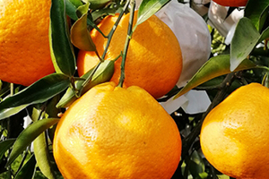 寶寶可以吃丑橘嗎？孩子多大可以吃丑橘