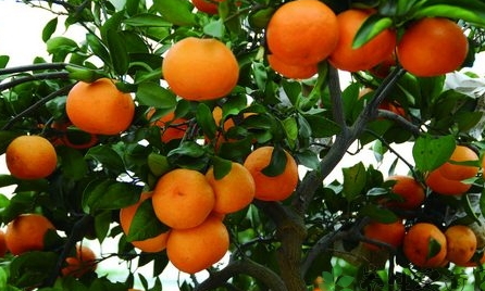 椪柑上火嗎？椪柑上火還是下火