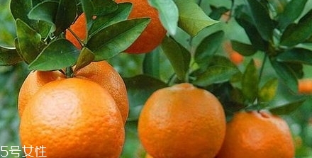 椪柑多少錢一斤？椪柑市場(chǎng)行情