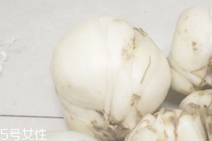 新鮮百合能種嗎？新鮮百合好種植嗎？