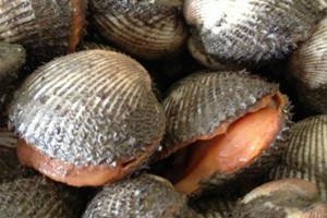 毛蚶和花蛤的區(qū)別 蜆子與毛蚶的區(qū)別 毛蚶和花蛤的區(qū)別 蜆子與毛蚶的區(qū)別