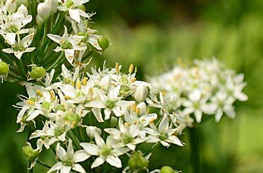 韭菜花多少錢一斤？韭菜花市場行情