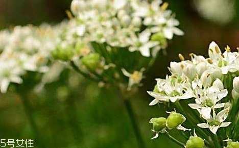 韭菜花的營(yíng)養(yǎng)價(jià)值 韭菜花的功效作用 韭菜花的營(yíng)養(yǎng)價(jià)值 韭菜花的功效作用