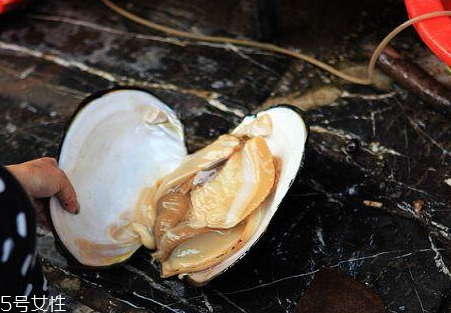 河蚌什么部位不能吃 河蚌不能吃部位圖解 河蚌什么部位不能吃 河蚌不能吃部位圖解