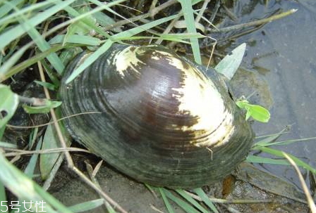 河蚌什么部位不能吃 河蚌不能吃部位圖解 河蚌什么部位不能吃 河蚌不能吃部位圖解