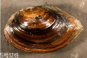 河蚌什么部位不能吃 河蚌不能吃部位圖解 河蚌什么部位不能吃 河蚌不能吃部位圖解