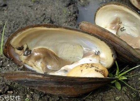 河蚌不能和什么一起吃 河蚌和什么相克 河蚌不能和什么一起吃 河蚌和什么相克