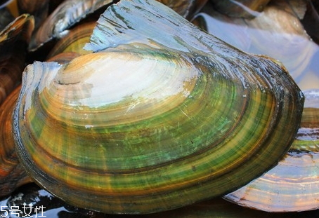 河蚌里面黃黃的能吃嗎 河蚌里面黃黃的是什么 河蚌里面黃黃的能吃嗎 河蚌里面黃黃的是什么