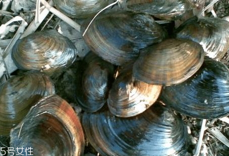 野生河蚌多少錢(qián)一斤 河蚌多少錢(qián)一斤2018