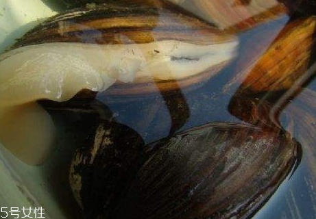 河蚌能蒸著吃嗎 清蒸河蚌的好處 河蚌能蒸著吃嗎 清蒸河蚌的好處