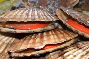 蝦夷扇貝怎么洗 蝦夷扇貝怎么吐沙 蝦夷扇貝怎么洗 蝦夷扇貝怎么吐沙