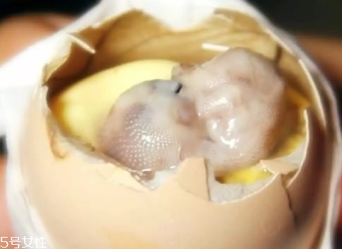 雞仔胎怎么煮？雞仔胎這樣做更美味