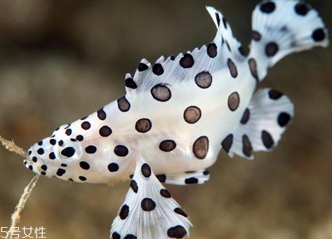 老鼠斑和老虎斑哪個(gè)貴 石斑魚和老虎斑怎么區(qū)分 老鼠斑和老虎斑哪個(gè)貴 石斑魚和老虎斑怎么區(qū)分