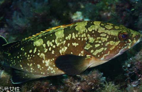 老鼠斑和老虎斑哪個(gè)貴 石斑魚和老虎斑怎么區(qū)分 老鼠斑和老虎斑哪個(gè)貴 石斑魚和老虎斑怎么區(qū)分