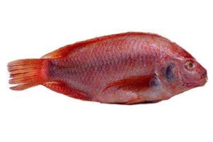 加吉魚多少錢一斤2018 加吉魚怎么選購 加吉魚多少錢一斤2018 加吉魚怎么選購