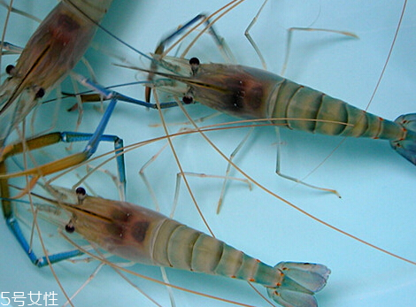 羅氏蝦多少錢一斤2018 羅氏蝦怎么挑選 羅氏蝦多少錢一斤2018 羅氏蝦怎么挑選