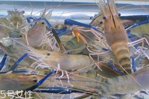 羅氏蝦多少錢一斤2018 羅氏蝦怎么挑選 羅氏蝦多少錢一斤2018 羅氏蝦怎么挑選