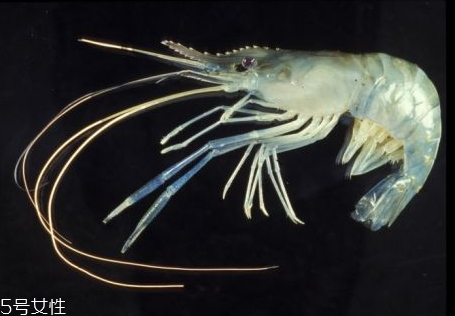 羅氏蝦什么時(shí)候上市 羅氏蝦最肥的季節(jié) 羅氏蝦什么時(shí)候上市 羅氏蝦最肥的季節(jié)