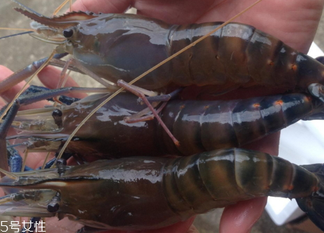 羅氏蝦怎么洗干凈圖解 羅氏蝦怎么去掉內(nèi)臟 羅氏蝦怎么洗干凈圖解 羅氏蝦怎么去掉內(nèi)臟