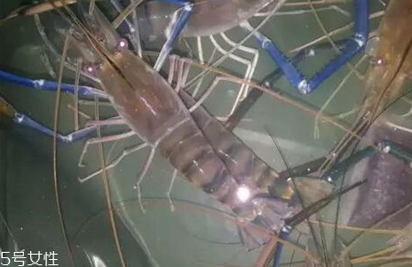 羅氏蝦怎么洗干凈圖解 羅氏蝦怎么去掉內(nèi)臟 羅氏蝦怎么洗干凈圖解 羅氏蝦怎么去掉內(nèi)臟