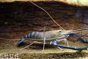 羅氏蝦怎么洗干凈圖解 羅氏蝦怎么去掉內(nèi)臟 羅氏蝦怎么洗干凈圖解 羅氏蝦怎么去掉內(nèi)臟