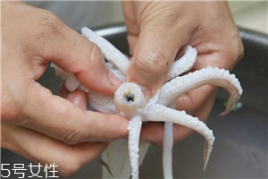 魷魚(yú)怎么做嫩 魷魚(yú)怎么處理不硬 魷魚(yú)怎么做嫩 魷魚(yú)怎么處理不硬