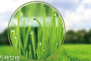 大麥若葉青汁會過敏嗎？