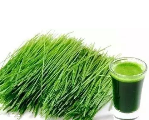 大麥若葉青汁孕婦可以喝嗎？