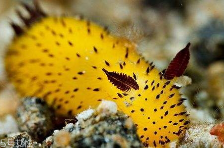 海兔怎么清洗 海兔怎么保存 海兔怎么清洗 海兔怎么保存