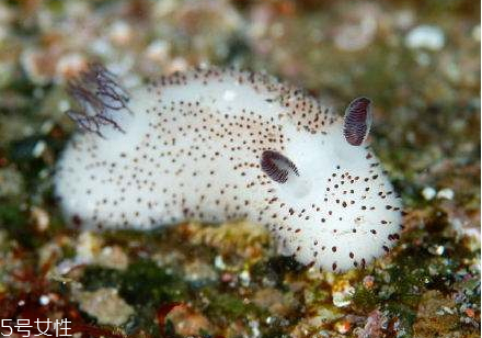 海兔怎么清洗 海兔怎么保存 海兔怎么清洗 海兔怎么保存