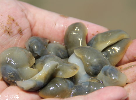 泥螺怎么洗 泥螺的保存方法 泥螺怎么洗 泥螺的保存方法