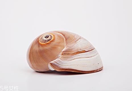 肚臍螺煮多久 水煮肚臍螺的做法 肚臍螺煮多久 水煮肚臍螺的做法