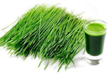 大麥若葉青汁小孩可以喝嗎？