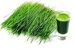 大麥若葉青汁降血壓嗎？