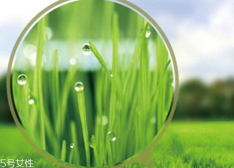 大麥若葉青汁降血壓嗎？