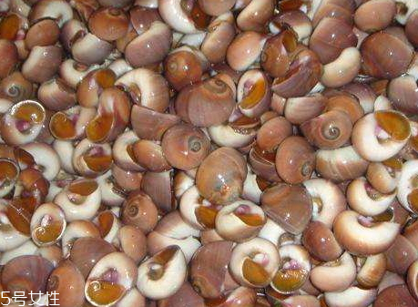 香螺哪些部位不能吃 哪些人不能吃香螺 香螺哪些部位不能吃 哪些人不能吃香螺