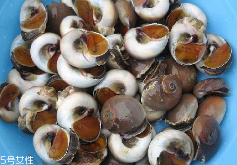 香螺什么季節(jié)最肥 香螺什么時候有 香螺什么季節(jié)最肥 香螺什么時候有