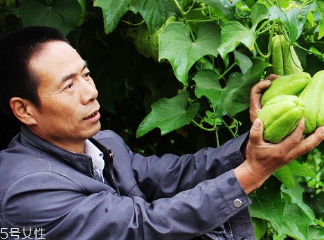 佛手瓜不能和什么一起吃 佛手瓜宜忌禁忌 佛手瓜不能和什么一起吃 佛手瓜宜忌禁忌