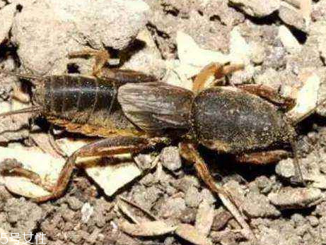 螻蛄多少錢一斤 怎么分辨螻蛄的雌雄 螻蛄多少錢一斤 怎么分辨螻蛄的雌雄