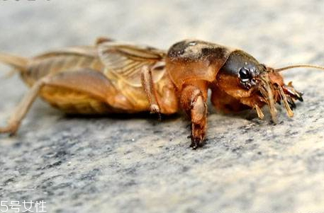 螻蛄多少錢一斤 怎么分辨螻蛄的雌雄 螻蛄多少錢一斤 怎么分辨螻蛄的雌雄