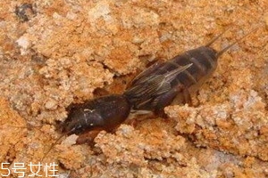 螻蛄多少錢一斤 怎么分辨螻蛄的雌雄 螻蛄多少錢一斤 怎么分辨螻蛄的雌雄