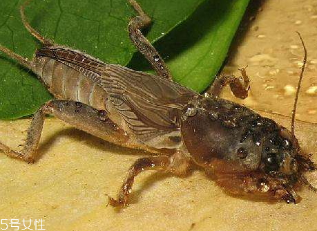 螻蛄怎么吃 螻蛄的吃法與做法 螻蛄怎么吃 螻蛄的吃法與做法