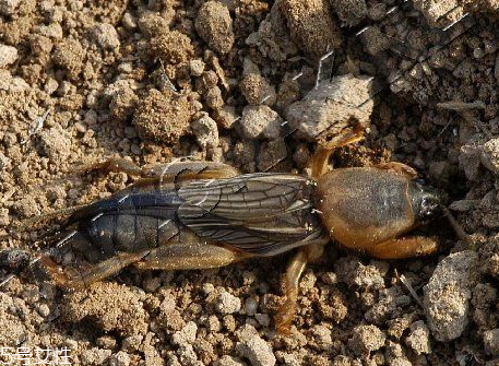 螻蛄怎么吃 螻蛄的吃法與做法 螻蛄怎么吃 螻蛄的吃法與做法