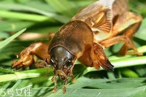 螻蛄怎么吃 螻蛄的吃法與做法 螻蛄怎么吃 螻蛄的吃法與做法