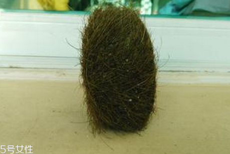 豬砂多少錢(qián)一克 2018豬砂多少錢(qián)一克 豬砂多少錢(qián)一克 2018豬砂多少錢(qián)一克