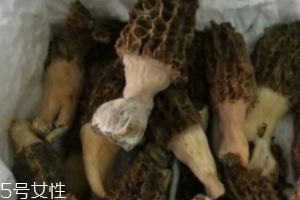 羊肚菌是怎么長出來的？