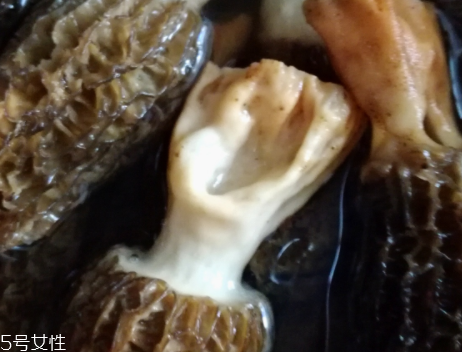 羊肚菌是怎么長出來的？