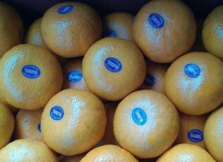 澳柑什么時候上市 澳柑成熟時間 澳柑什么時候上市 澳柑成熟時間