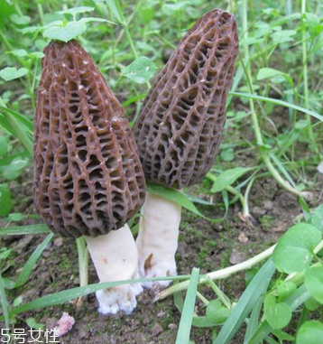 羊肚菌是發(fā)物嗎？羊肚菌屬于發(fā)物嗎？